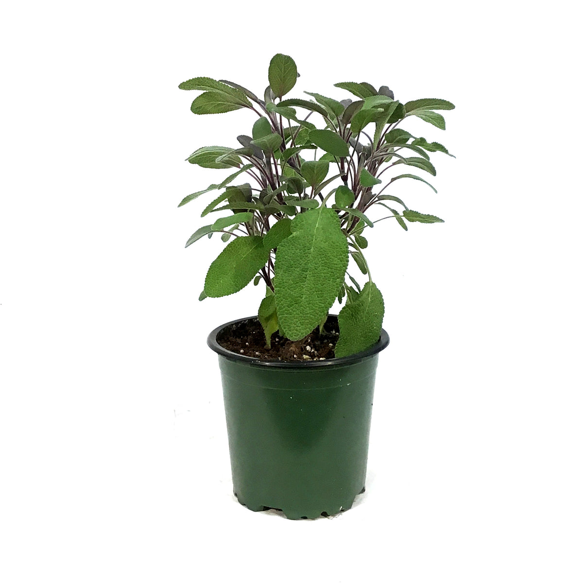 Herb, 4in, Sage, purple