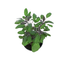 Load image into Gallery viewer, Herb, 4in, Sage, purple
