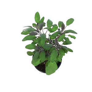 Herb, 4in, Sage, purple