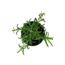 Load image into Gallery viewer, Herb, 4in, Rosemary, Perigord
