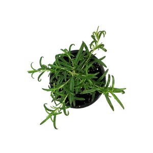 Herb, 4in, Rosemary, Perigord