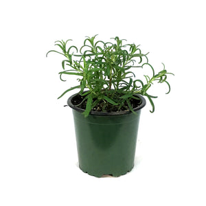 Herb, 4in, Rosemary, Perigord