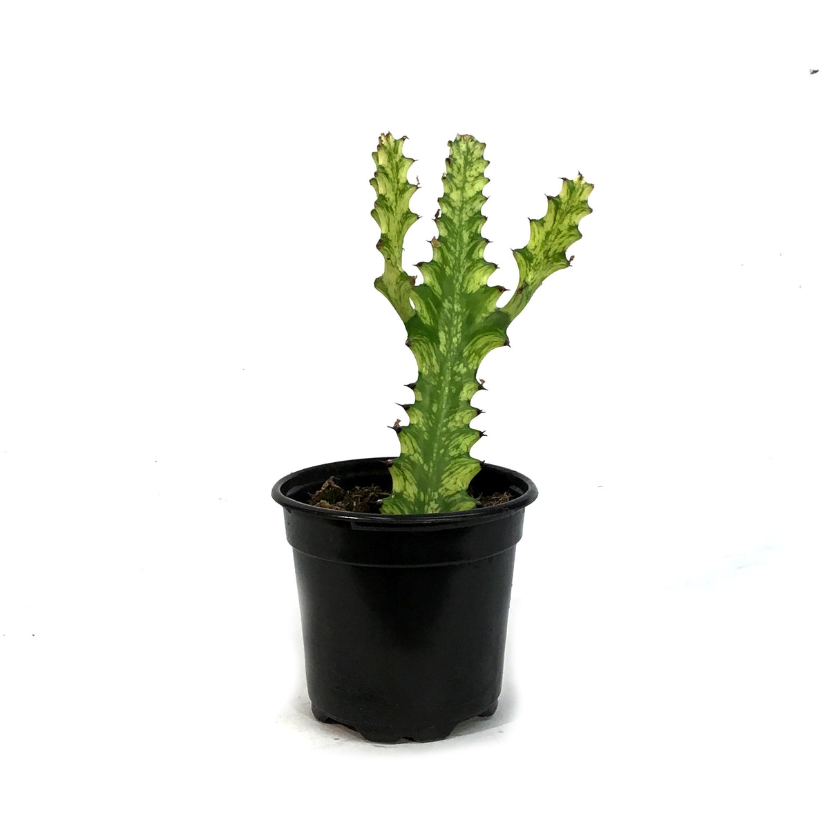 Cactus, 3in, African Milk Tree, Variegated