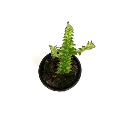 Cactus, 3in, African Milk Tree, Variegated