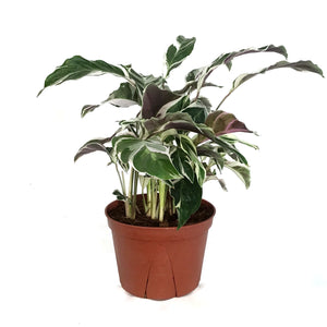 Calathea, 6in, White Fusion