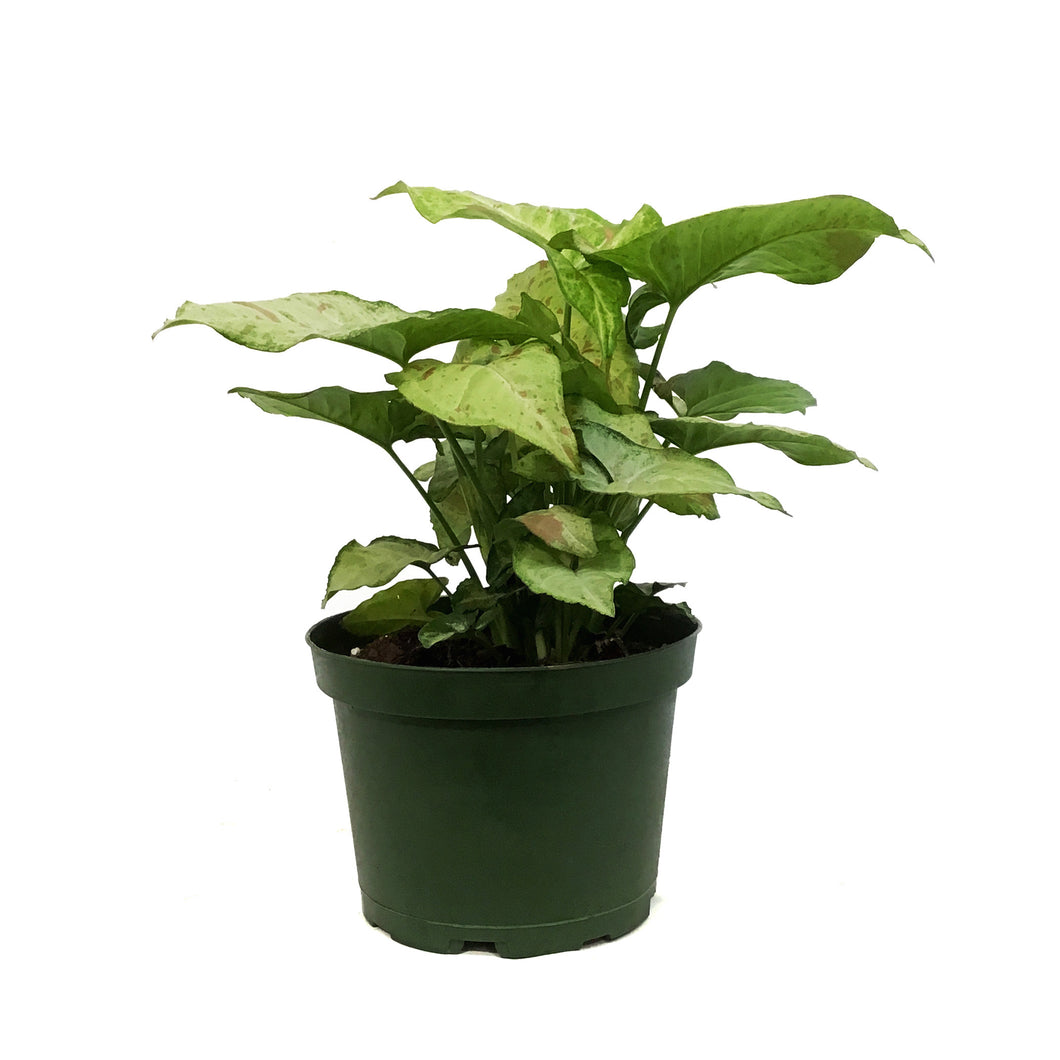 Syngonium, 6in, Confetti