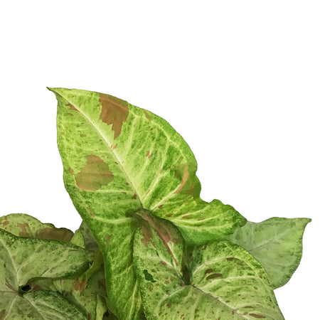 Syngonium, 6in, Confetti