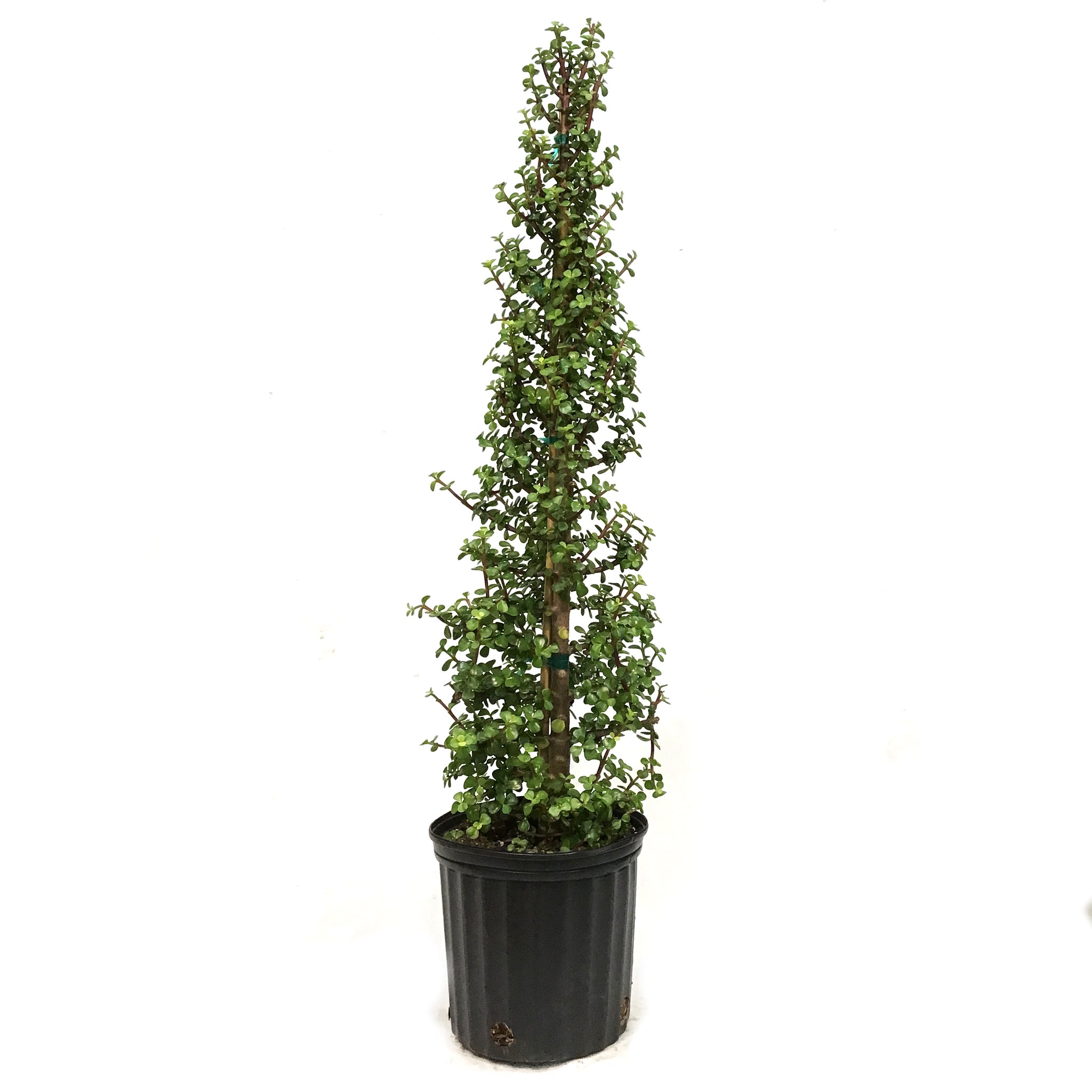 christmas jade plant Bonsai, 10in, Jade Tree Christmas Tree Shaped – Floral Acres Greenhouse & Garden Centre