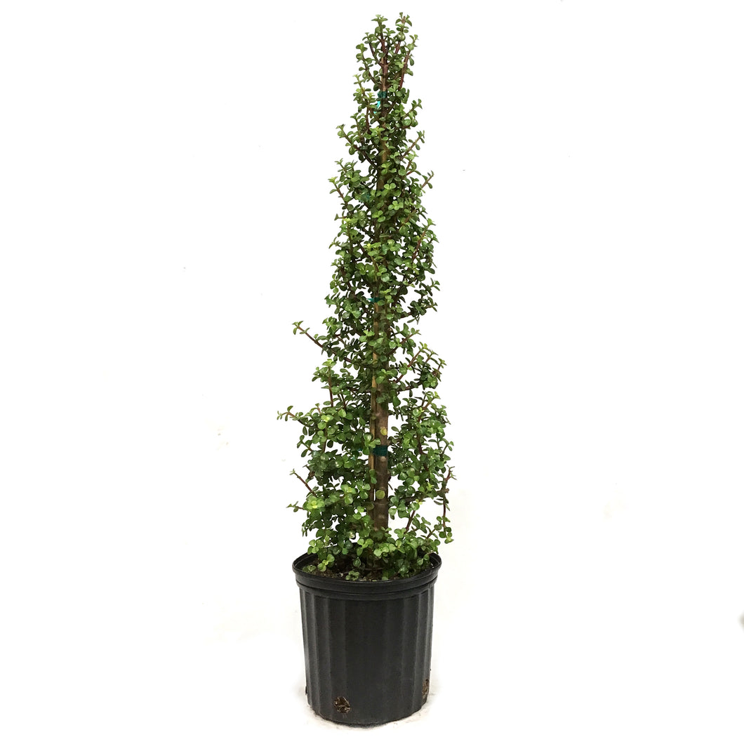 Bonsai, 10in, Jade Tree Christmas Tree Shaped