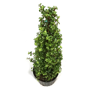 Bonsai, 10in, Jade Tree Christmas Tree Shaped