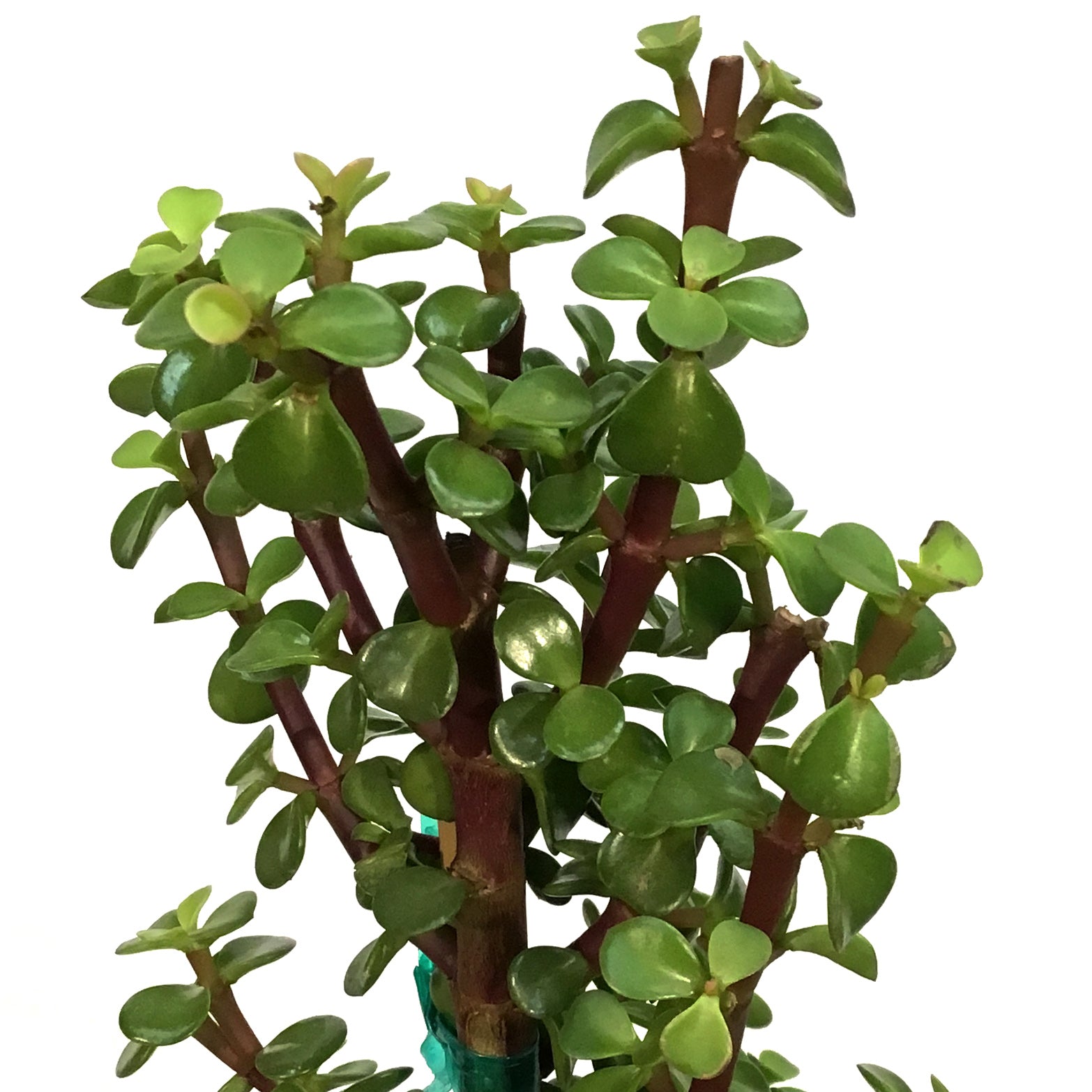 christmas jade plant Bonsai, 10in, Jade Tree Christmas Tree Shaped