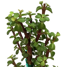 Load image into Gallery viewer, Bonsai, 10in, Jade Tree Christmas Tree Shaped
