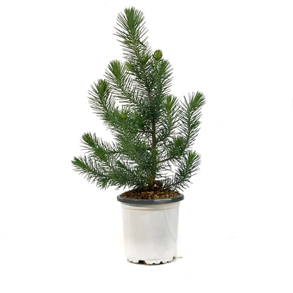 Pine, 4in, Stone