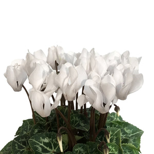 Cyclamen, 4.5in