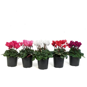 Cyclamen, 4.5in