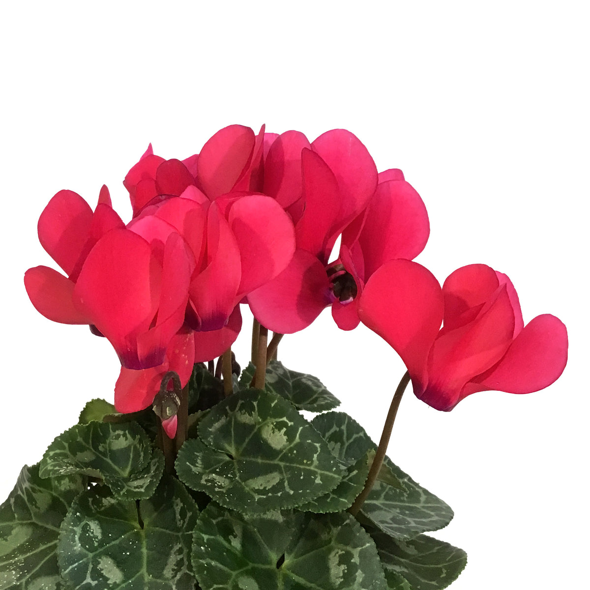 Cyclamen, 4.5in
