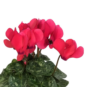 Cyclamen, 4.5in