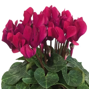 Cyclamen, 4.5in