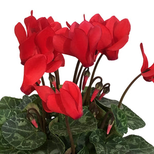 Cyclamen, 4.5in