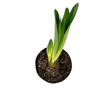 Load image into Gallery viewer, Amaryllis, 6IN
