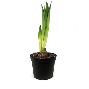 Amaryllis, 6IN