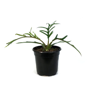Philodendron, 4in,Tortum