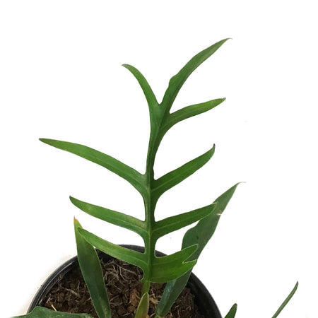 Philodendron, 4in,Tortum