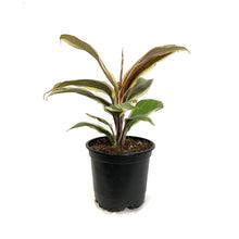 Load image into Gallery viewer, Cordyline, 4in, Chocolate Queen
