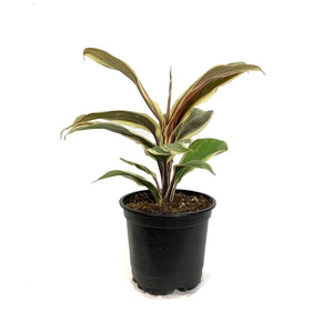 Cordyline, 4in, Chocolate Queen