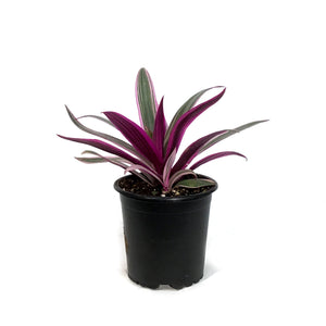 Tradescantia, 4in, Rhoeo