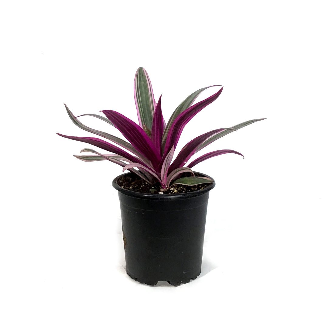 Tradescantia, 4in, Rhoeo