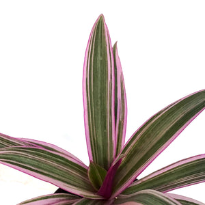 Tradescantia, 4in, Rhoeo