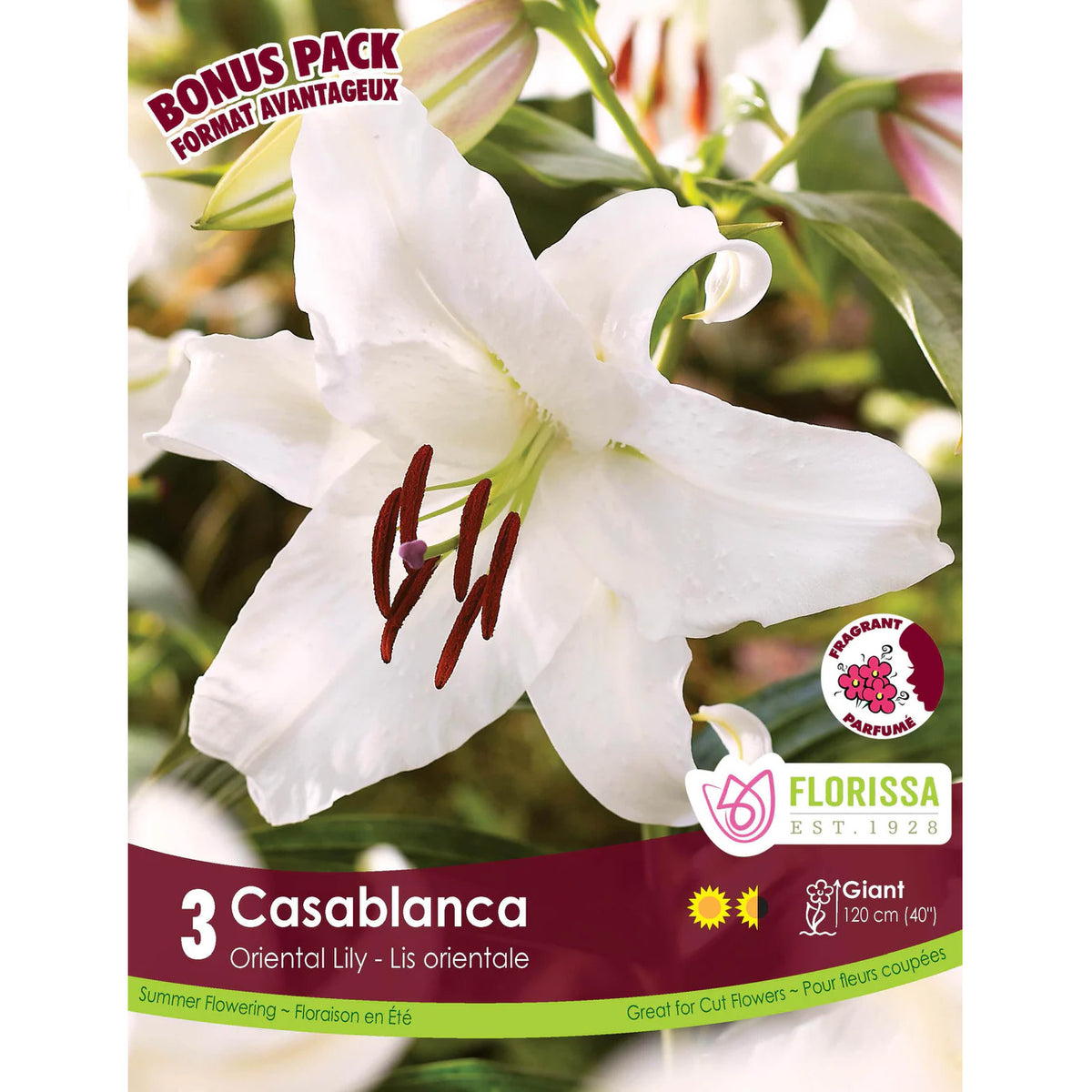 Mixed Oriental Lilies, Casablanca, 3pk