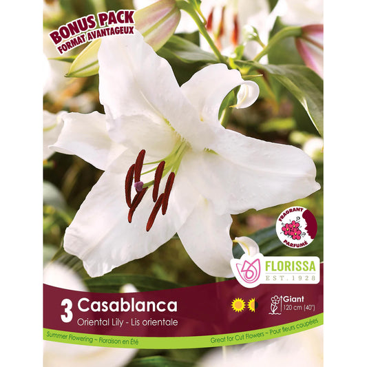Mixed Oriental Lilies, Casablanca, 3pk