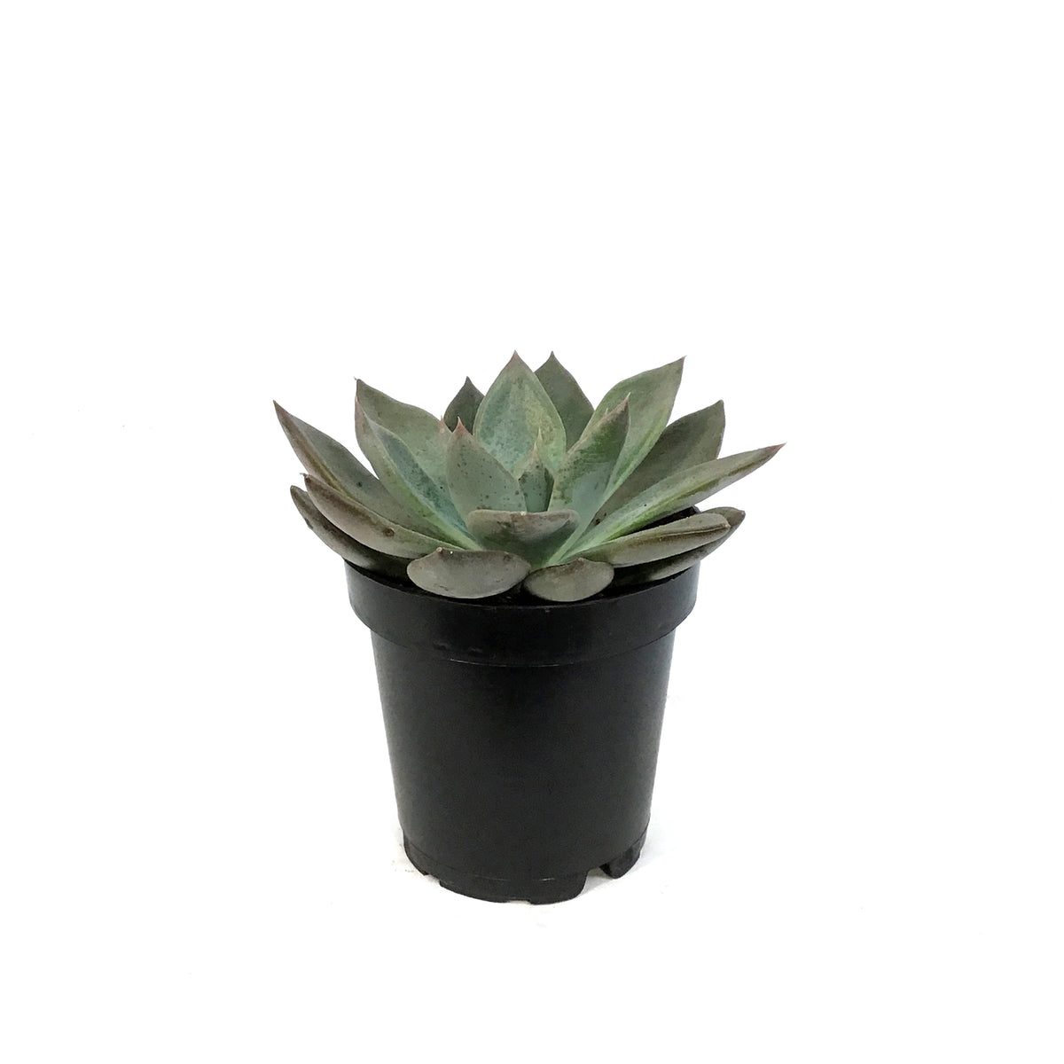 Succulent, 3.5in, Echeveria Silver Shine