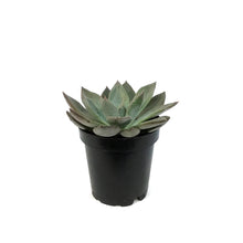 Load image into Gallery viewer, Succulent, 3.5in, Echeveria Silver Shine
