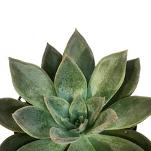Load image into Gallery viewer, Succulent, 3.5in, Echeveria Silver Shine

