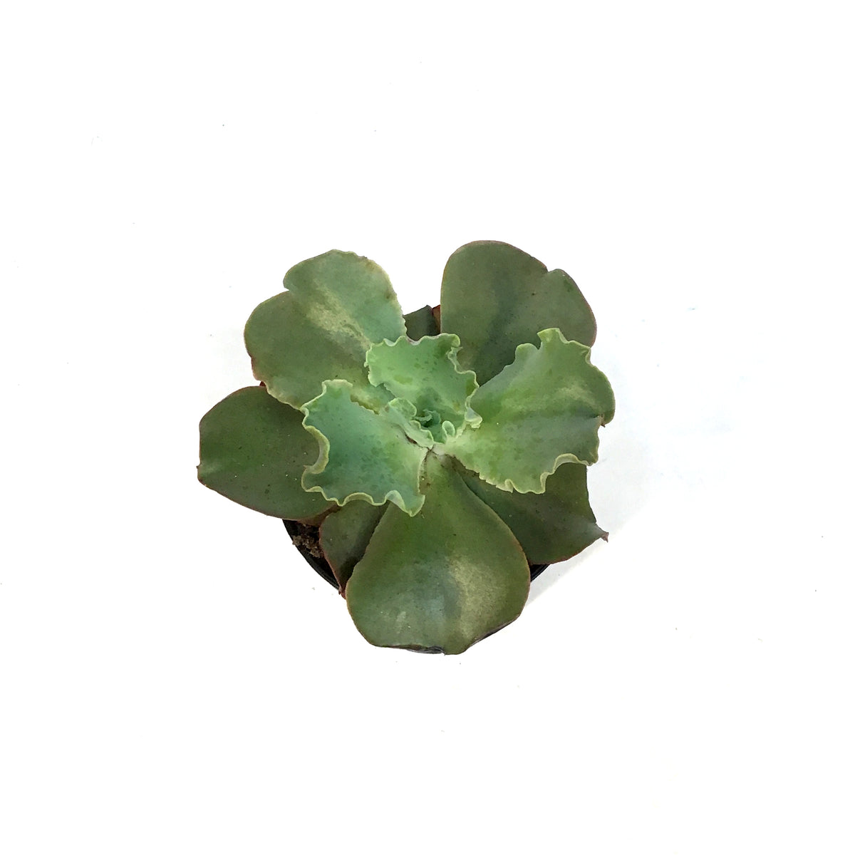 Succulent, 3.5in, Echeveria Giant Blue