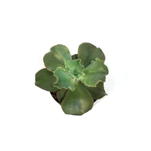 Load image into Gallery viewer, Succulent, 3.5in, Echeveria Giant Blue
