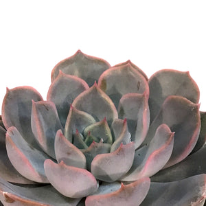 Succulent, 3.5in, Echeveria Fiona