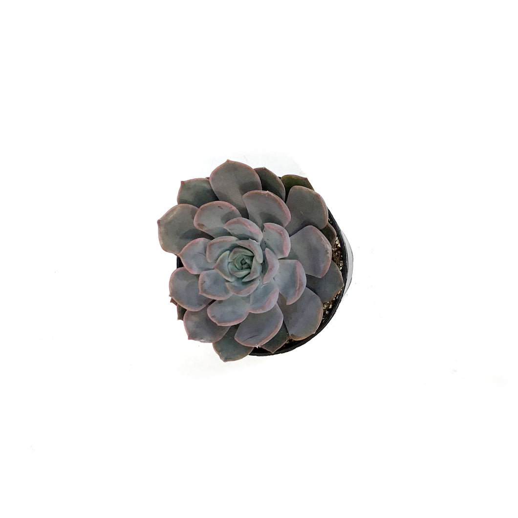 Succulent, 3.5in, Echeveria Fiona