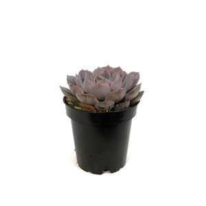 Succulent, 3.5in, Echeveria Fiona