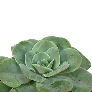 Succulent, 3.5in, Echeveria Amistad