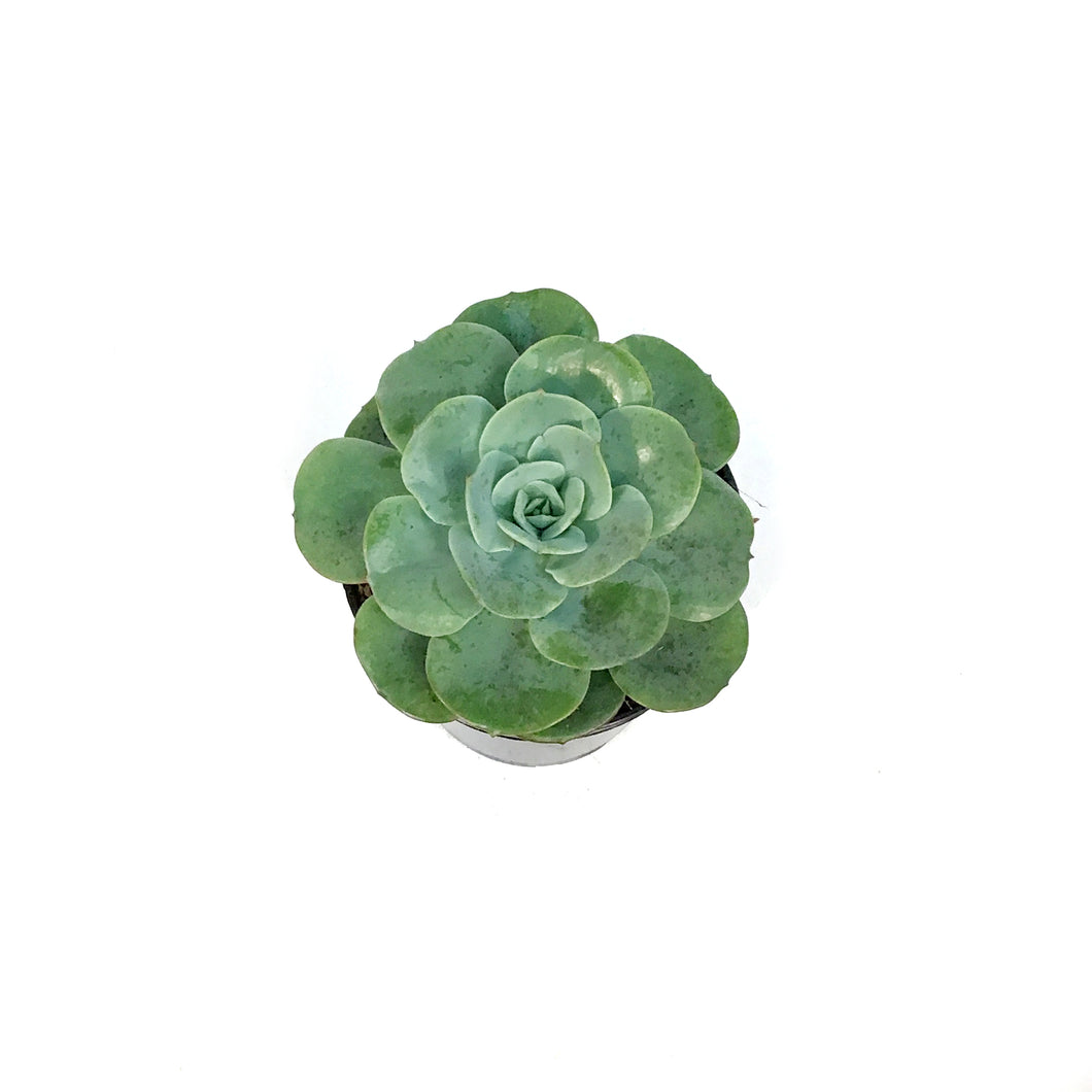 Succulent, 3.5in, Echeveria Amistad