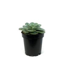 Load image into Gallery viewer, Succulent, 3.5in, Echeveria Amistad
