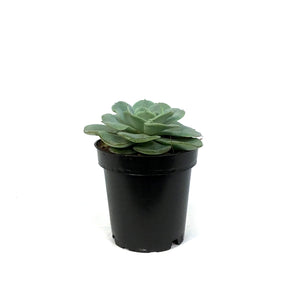 Succulent, 3.5in, Echeveria Amistad