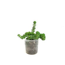 Load image into Gallery viewer, Hottentot, 2in,
