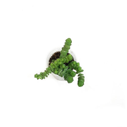 Hottentot, 2in,