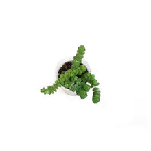 Load image into Gallery viewer, Hottentot, 2in,
