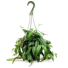 Load image into Gallery viewer, Lipstick Plant, 6in HB, Black Pagoda
